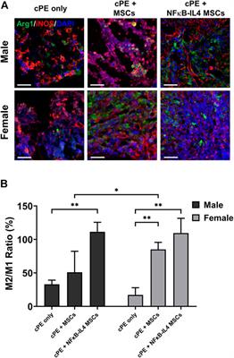 Sex differences in the therapeutic effect of unaltered versus NFκB sensing IL-4 over-expressing mesenchymal stromal cells in a murine model of chronic inflammatory bone loss